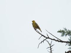 Sicalis flaveola