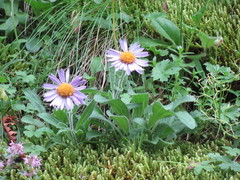 Aster alpinus