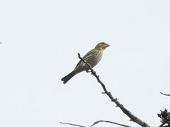 Sicalis flaveola