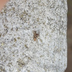 Chira gounellei