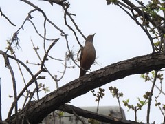 Turdus rufiventris