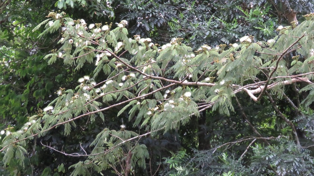 Hydrochorea elegans