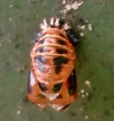 Harmonia axyridis
