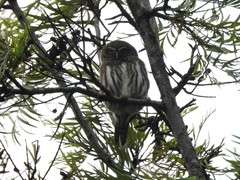 Glaucidium brasilianum