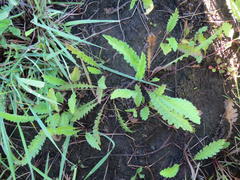 Nidorella pinnata