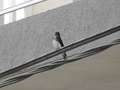 Progne chalybea