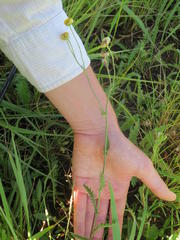 Nidorella pinnata