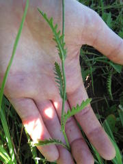 Nidorella pinnata