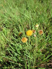 Nidorella pinnata