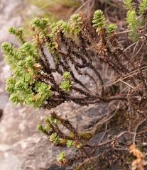 Osmitopsis parvifolia