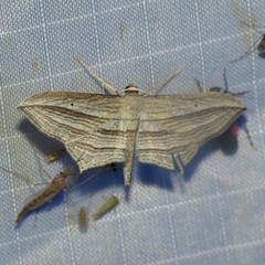 Arcobara multilineata