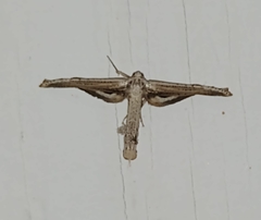 Meskea dyspteraria