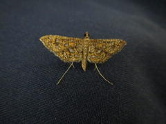 Nausinoe geometralis