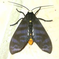 Pachydota drucei
