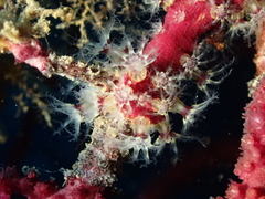 Alcyonium coralloides