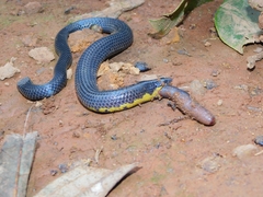 Uropeltis
