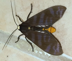 Pachydota drucei