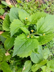 Galinsoga quadriradiata