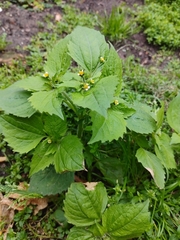 Galinsoga quadriradiata