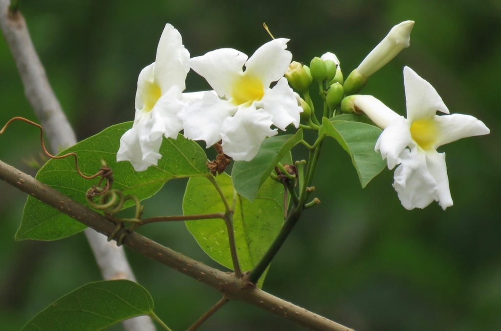 Tanaecium tetragonolobum