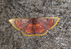 Chrysocraspeda sanguinea
