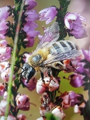 Andrena fuscipes