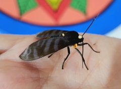 Pachydota drucei