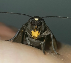 Pachydota drucei