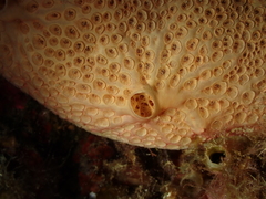 Hemimycale columella