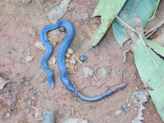 Uropeltis