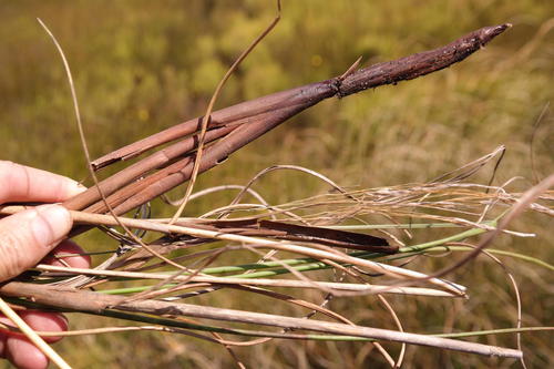 Pentameris longiglumis