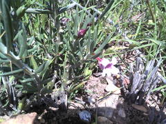 Pachypodium bispinosum