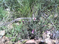 Pachypodium bispinosum