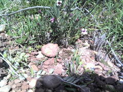 Pachypodium bispinosum
