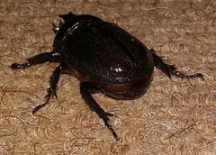 Cyphonistes vallatus