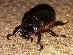 Cyphonistes vallatus