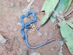 Uropeltis