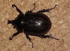 Cyphonistes vallatus