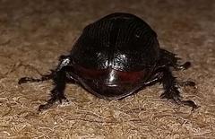 Cyphonistes vallatus