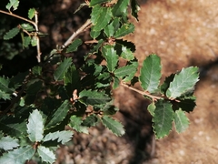 Quercus × cerrioides