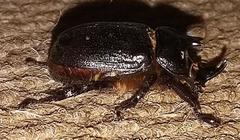 Cyphonistes vallatus