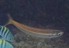 Emmelichthyops atlanticus