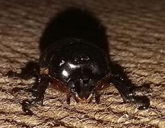 Cyphonistes vallatus