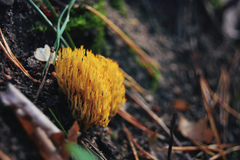 Ramaria