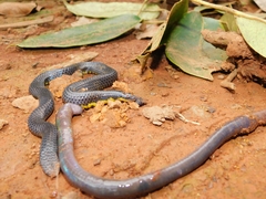 Uropeltis
