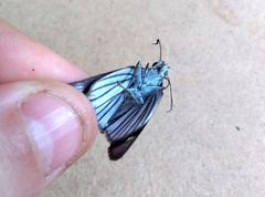 Paracarystus hypargyra