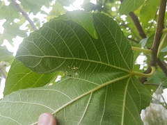 Choreutis nemorana