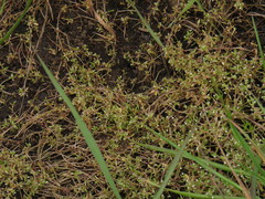 Crassula natans minus