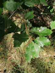 Quercus × cerrioides