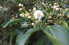 Miconia oerstediana